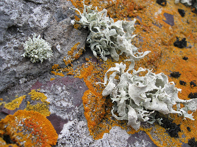 Lichens on beach, King George Island, Antarctica